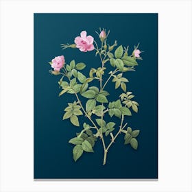 Vintage Pink Flowering Rosebush Botanical Art on Teal Blue n.0436 Canvas Print