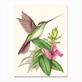 Berylline Hummingbird Vintage Botanical Line Drawing Canvas Print