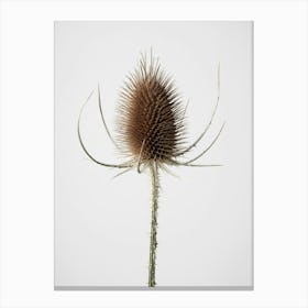 Tistel Dried Flower_2191086 Canvas Print