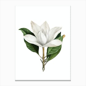 Vintage White Southern Magnolia Botanical Illustration on Pure White n.0952 Canvas Print