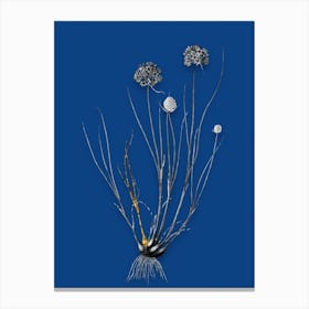 Vintage Allium Globosum Black and White Gold Leaf Floral Art on Midnight Blue n.0987 Canvas Print
