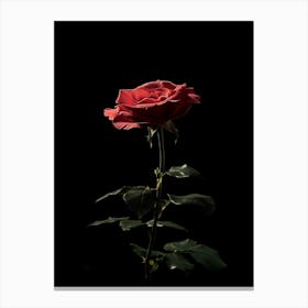 Single Red Rose On Black Background 4 Canvas Print