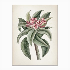 Vintage Catesby 1 Plumeria Odoratissimo Canvas Print