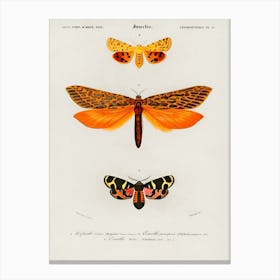 Moths Canvas Print