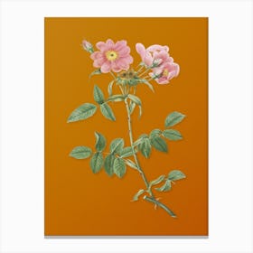 Vintage Lady Monson Rose Bloom Botanical on Sunset Orange n.0312 Canvas Print