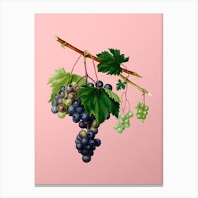 Vintage Grape from Ischia Botanical on Soft Pink n.0581 Canvas Print