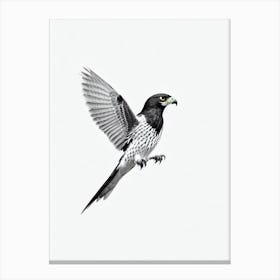 Falcon B&W Pencil Drawing Bird Canvas Print