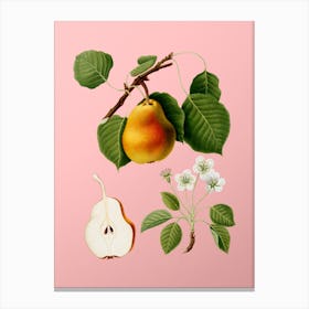 Vintage Pear Botanical on Soft Pink Canvas Print