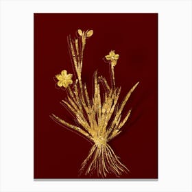 Vintage Yellow Eyed Grass Botanical in Gold on Red n.0477 Canvas Print