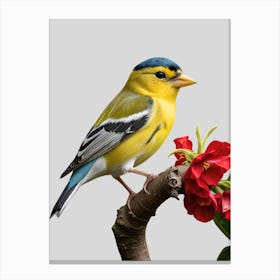 Yellow Finch Canvas Print