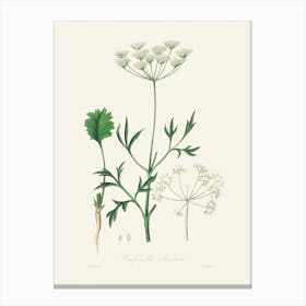 Vintage Botanical John Stephenson and James Morss Churchill Art Print_2731651 Canvas Print