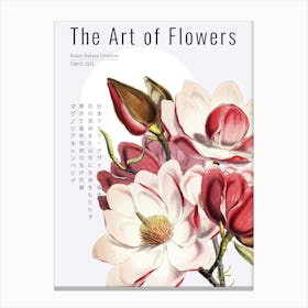 Japanese Magnolia Canvas Print