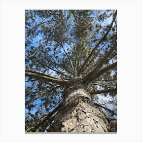 Top View Of A Pine Tree Canvas Print