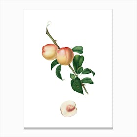 Vintage White Walnut Botanical Illustration on Pure White n.0382 Canvas Print