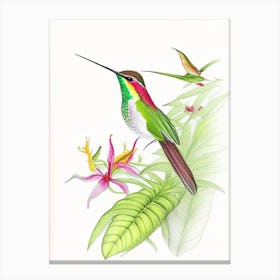 Hummingbird In Tropical Rainforest Quentin Blake Illustration Canvas Print