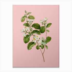 Vintage Snowdrop Bush Botanical on Soft Pink n.0729 Canvas Print