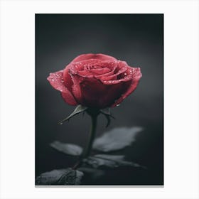 Dark Rose 43 Canvas Print