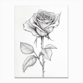 English Rose Black And White Line Drawing 4 Canvas Print