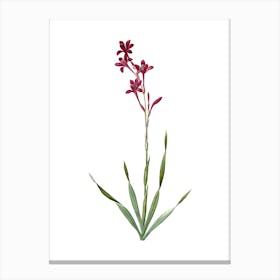 Vintage Bugle Lily Botanical Illustration on Pure White n.0439 Canvas Print