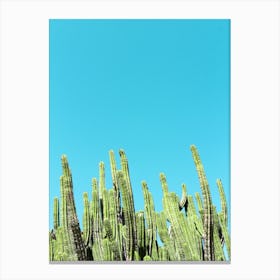 Cactus Pipes Canvas Print