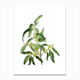 Vintage Russian Olive Botanical Illustration on Pure White n.0643 Canvas Print