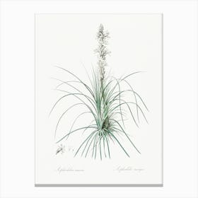 Thin Asphodeline Illustration From Les Liliacées (1805), Pierre Joseph Redoute Canvas Print