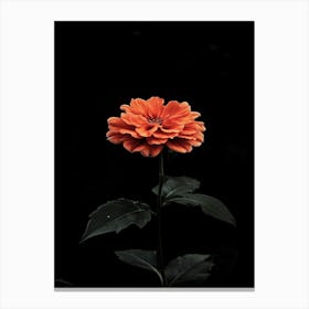 Chrysanthemum Canvas Print