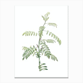 Vintage Flowering Indigo Plant Botanical Illustration on Pure White n.0134 Canvas Print