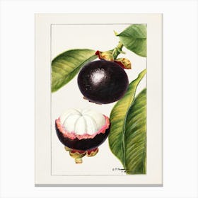 Guava Fruit 1 Canvas Print