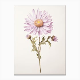 Pressed Flower Botanical Art Asters 1 Canvas Print