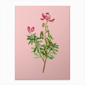 Vintage Restharrows Botanical on Soft Pink n.0425 Canvas Print