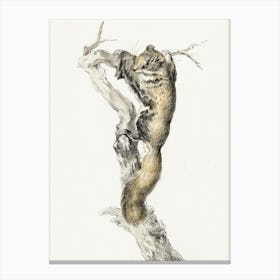 Flying Squirrel, On A Branch, Jean Bernard Canvas Print