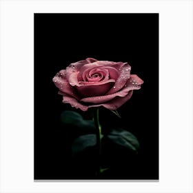 Pink Rose On Black Background 56 Canvas Print