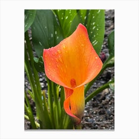 Orange Calla Lily - Photograph Canvas Print