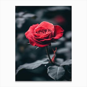 Red Rose 14 Canvas Print