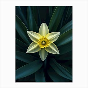 Daffodil Canvas Print