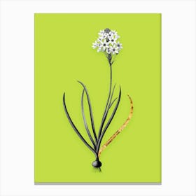 Vintage Arabian Starflower Black and White Gold Leaf Floral Art on Chartreuse n.0289 Canvas Print