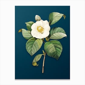 Vintage Japanese Camelia Botanical Art on Teal Blue n.0110 Canvas Print