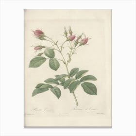 Rose Illustration, Pierre Joseph Redoute (76) Canvas Print