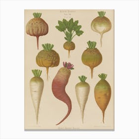 Beets 6 Canvas Print