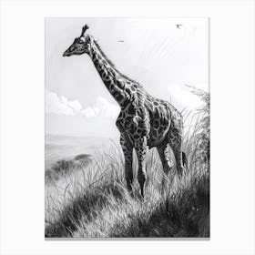 Giraffe In The Grass Pencil Drawing 6 Canvas Print
