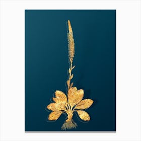 Vintage Blazing Star Botanical in Gold on Teal Blue n.0094 Canvas Print