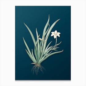 Vintage Fortnight Lily Botanical Art on Teal Blue n.0255 Canvas Print