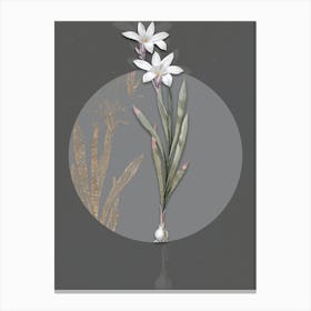 Vintage Botanical Ixia Liliago on Circle Gray on Gray n.0005 Canvas Print