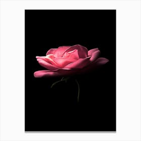 Pink Rose On Black Background 37 Canvas Print