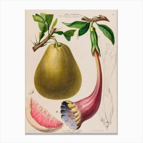 Pears And Grapefruit Canvas Print