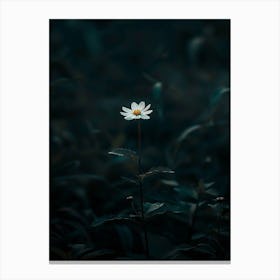 Flower In The Dark 27 Canvas Print