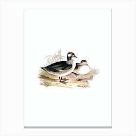 Vintage Beautiful Pygmy Goose Bird Illustration on Pure White Canvas Print