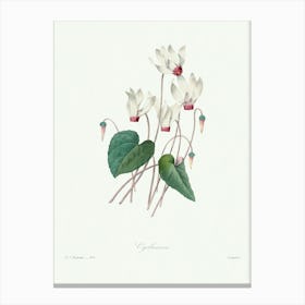 Cyclamen, Pierre Joseph Redoute Canvas Print