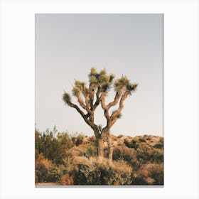 Native Desert Plant Canvas Print